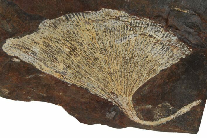 Fossil Ginkgo Leaf From North Dakota - Paleocene #188760